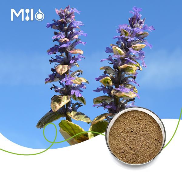 Ajuga Turkest екстракт на прах